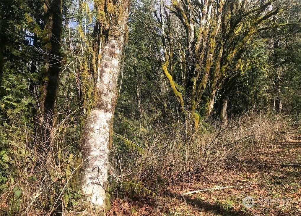 0 Butts Road Morton, WA 98356 - Photo 4 of 10 a view of tree