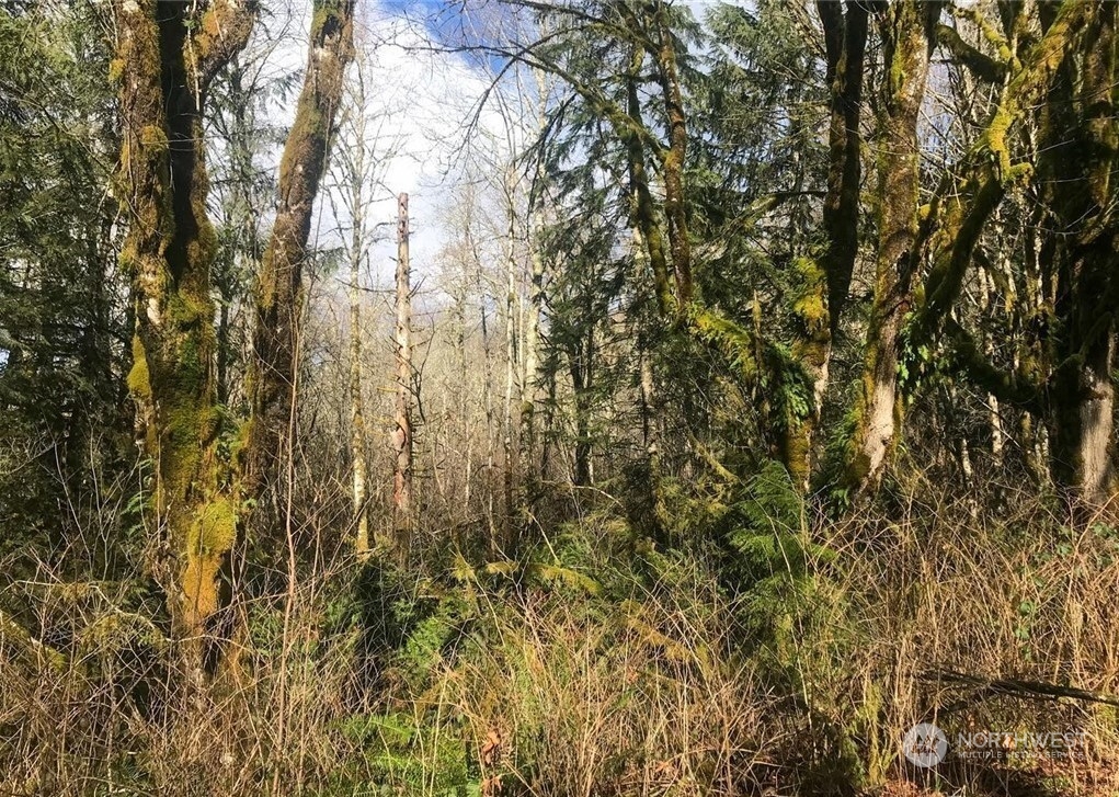 0 Butts Road Morton, WA 98356 - Photo 5 of 10 a view of forest