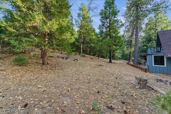 a view of a forest with trees in the background