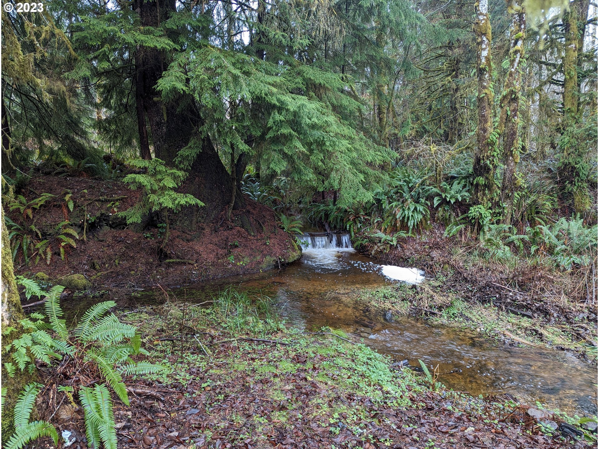 245 Knappton Road Naselle, WA 98638 - Photo 4 of 21 Backyard