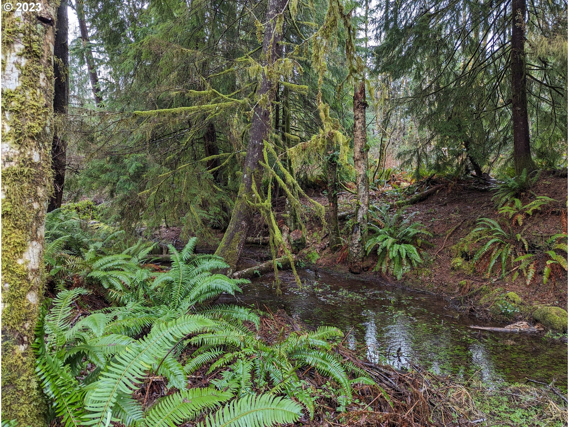 245 Knappton Road Naselle, WA 98638 - Photo 5 of 21 Backyard