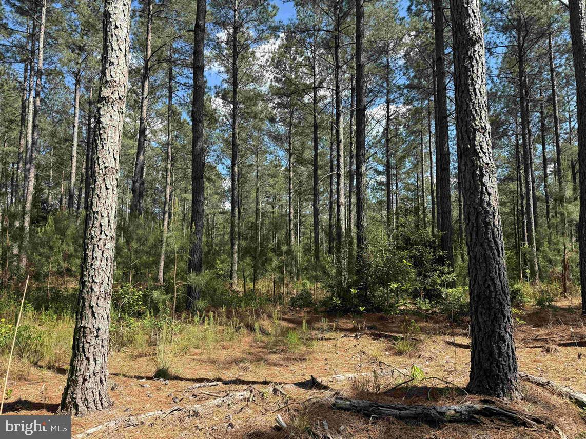 Huntington Road Waverly, VA 23890 - Photo 10 of 16 a view of a forest filled with trees