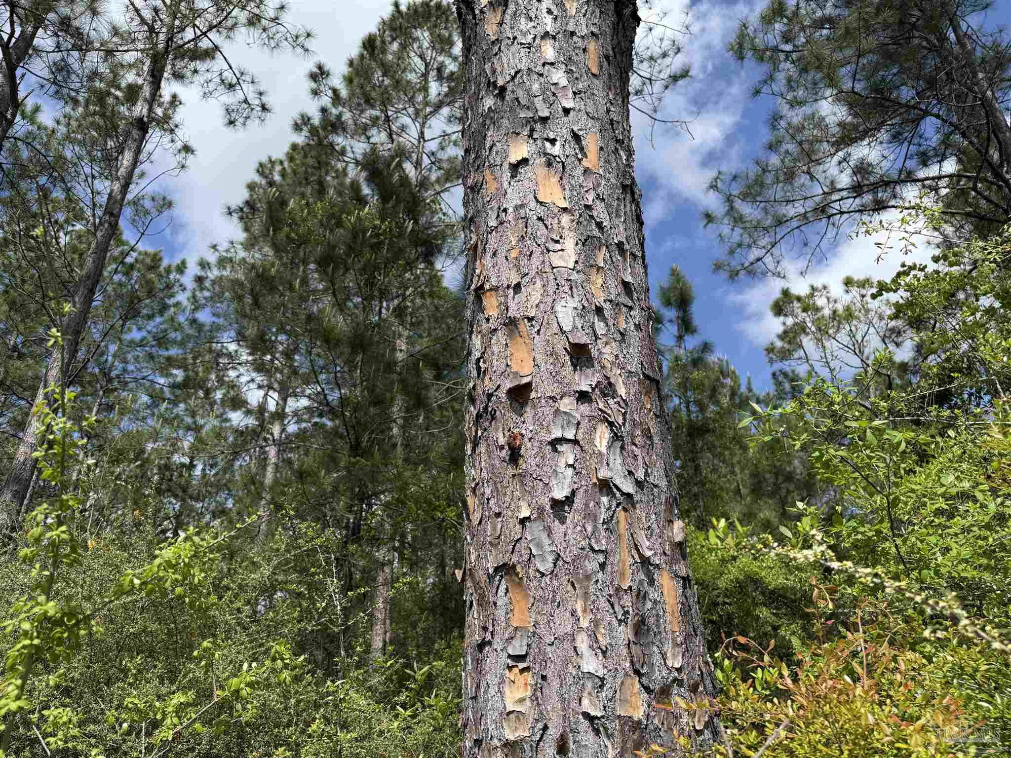 8200 Grimes Road Century, FL 32535 - Photo 17 of 18