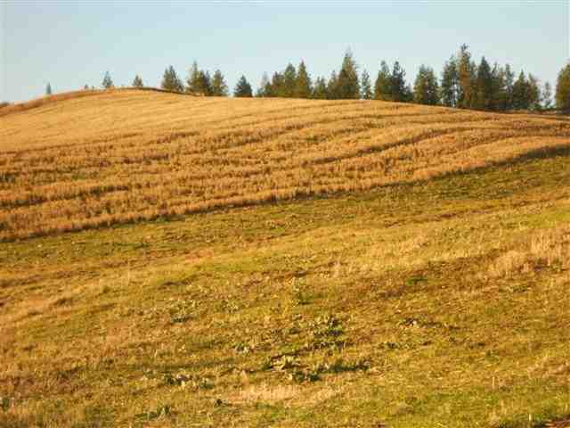 16333 North Dalton Road Spokane, WA 99208 - Photo 7 of 11
