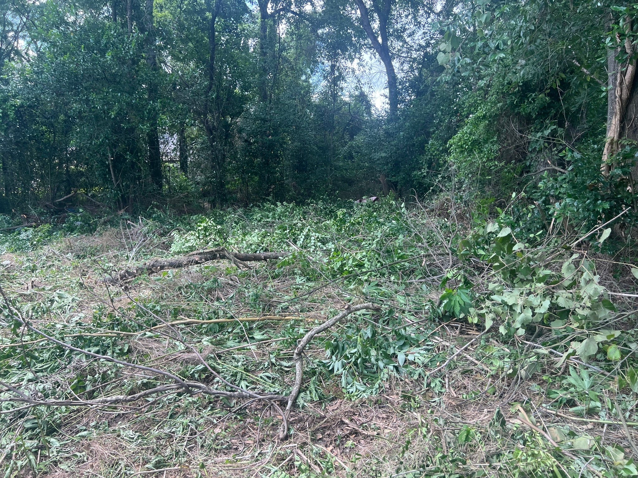 611 Danover Road Katy, TX 77494 - Photo 16 of 22 a view of a lush green forest