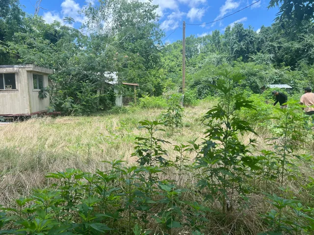a view of a lush green forest