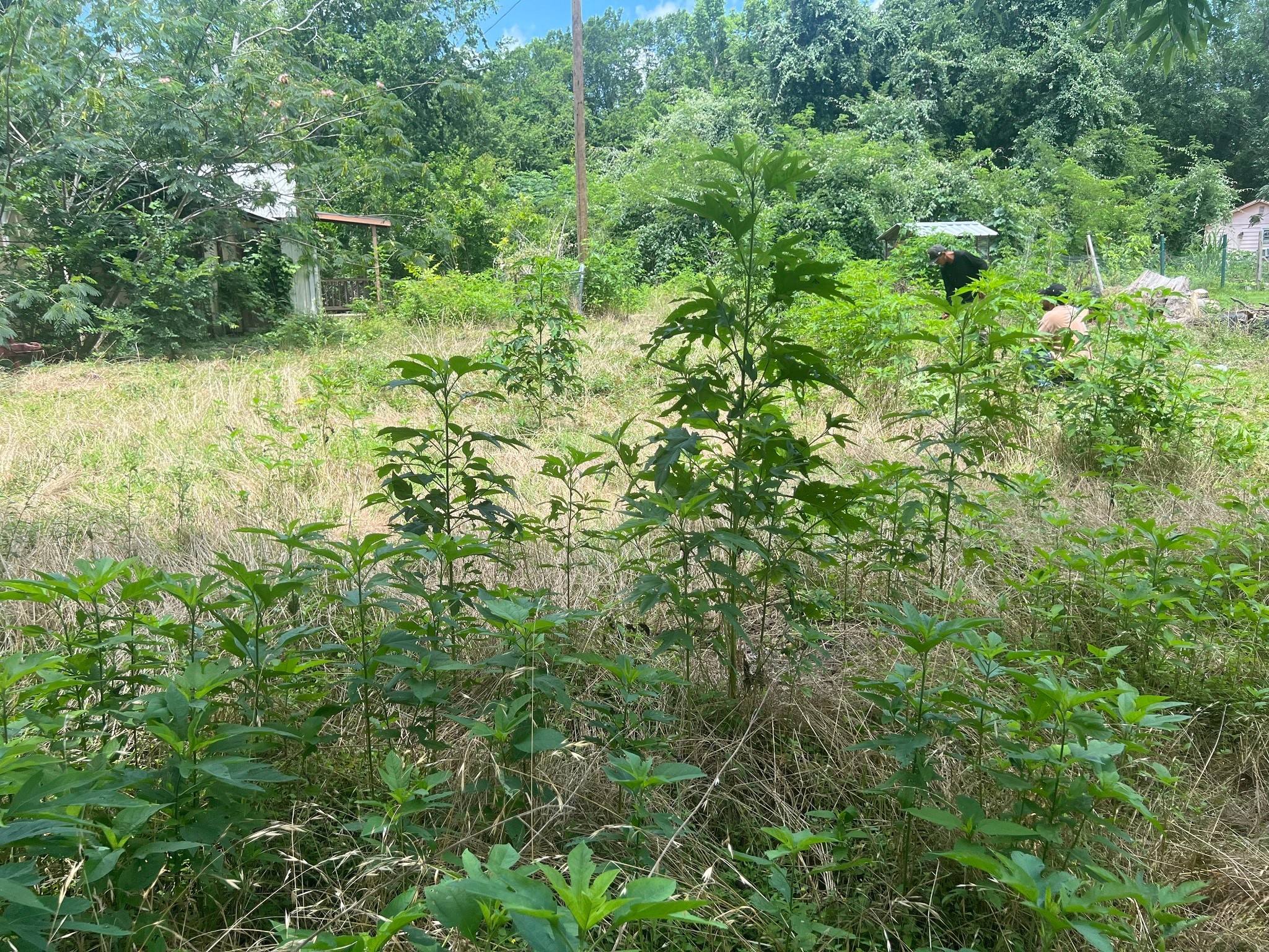 611 Danover Road Katy, TX 77494 - Photo 21 of 22 a view of a lush green forest