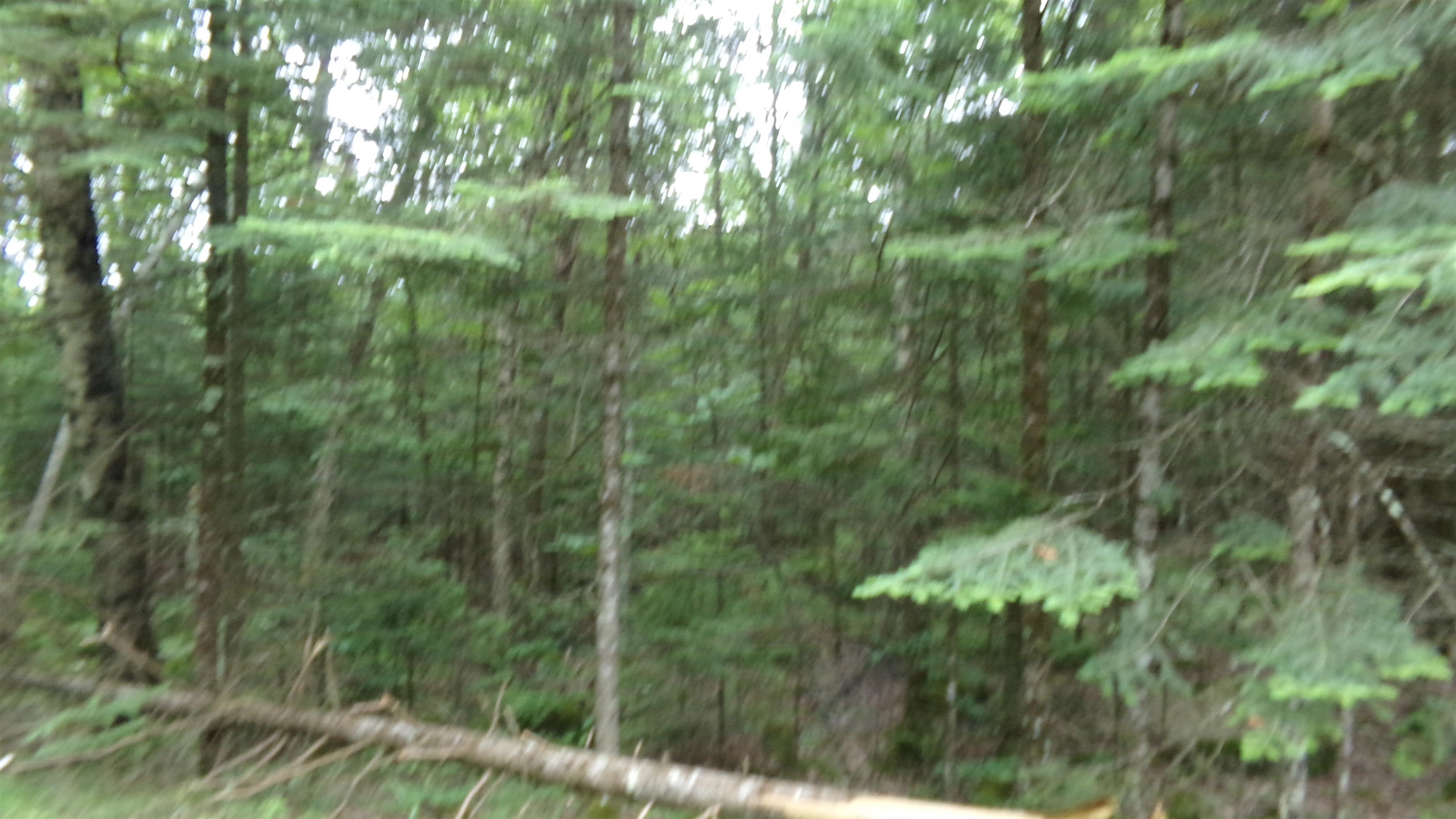 W16252 Butternut Road Antigo, WI 54409 - Photo 3 of 14