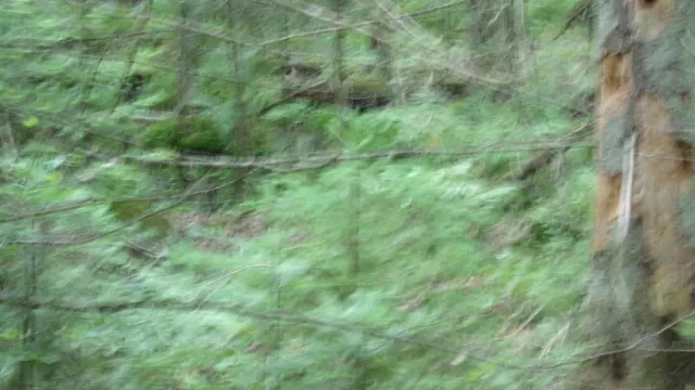 $129,950 | W16252 Butternut Road, Antigo, WI 54409