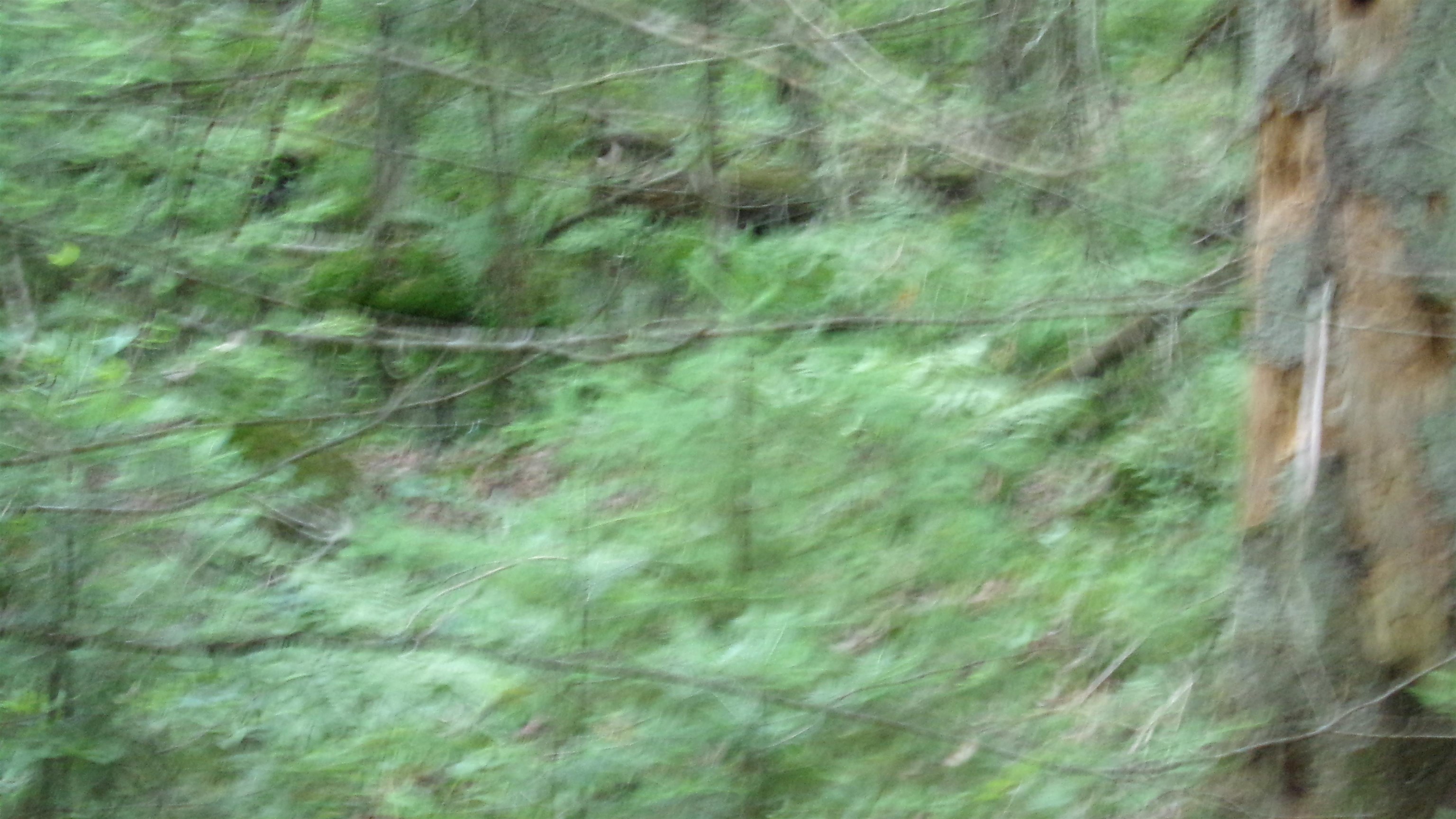 W16252 Butternut Road Antigo, WI 54409 - Photo 5 of 14