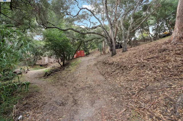 a view of a forest with trees