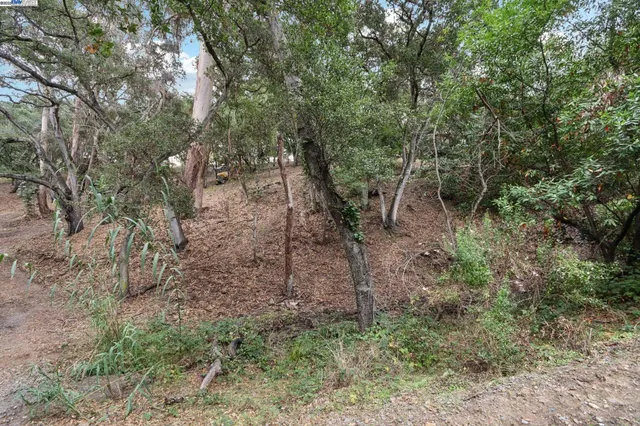 a view of a forest with trees