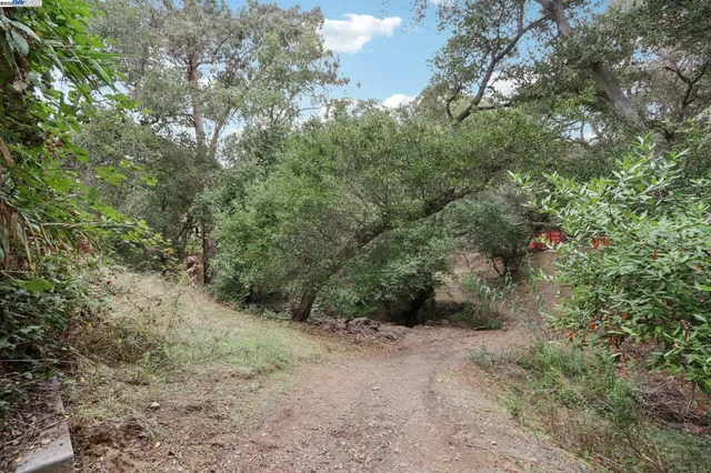 a view of a forest with large trees