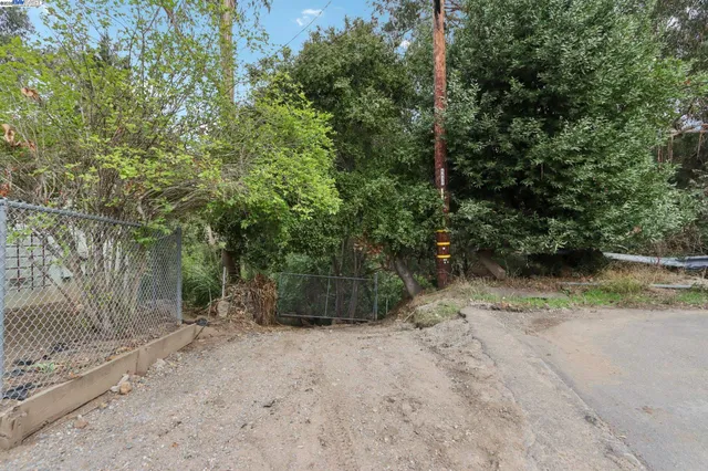 a view of a yard with plants and trees