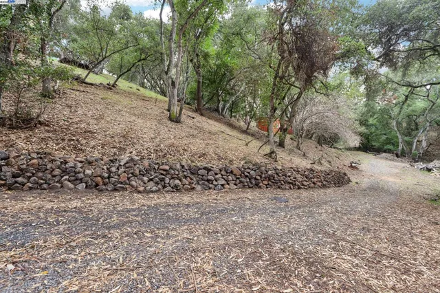 a view of a dry yard with trees