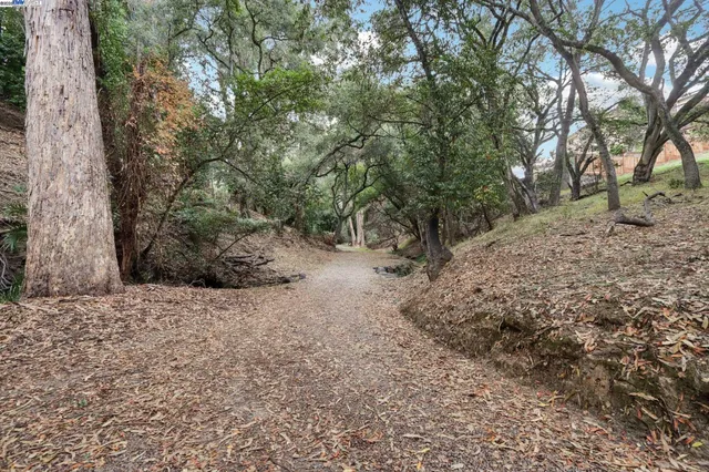 a view of a dry yard with trees