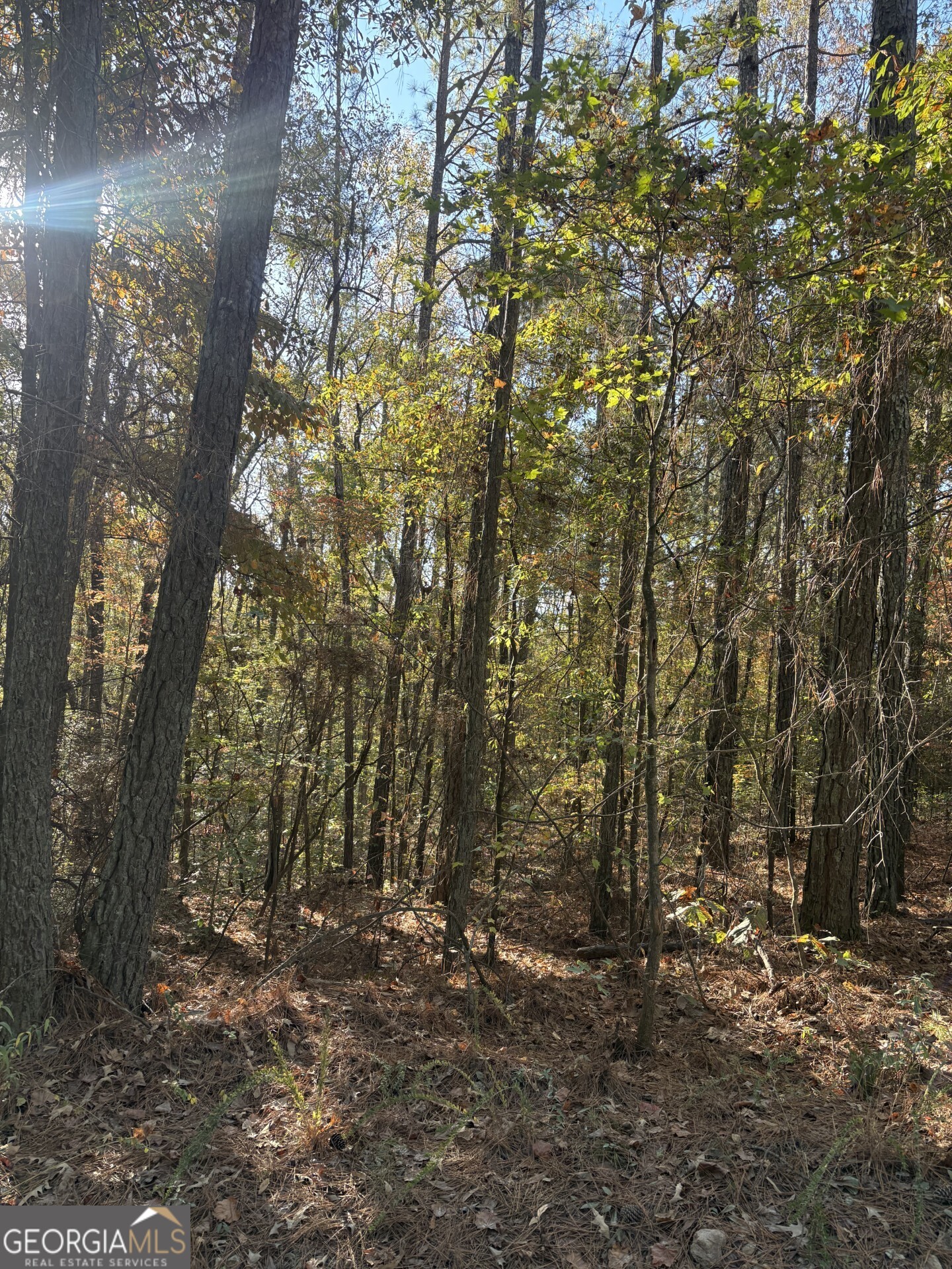 8839 Watkins Mill Road Winston, GA 30187 - Photo 3 of 7 a view of forest