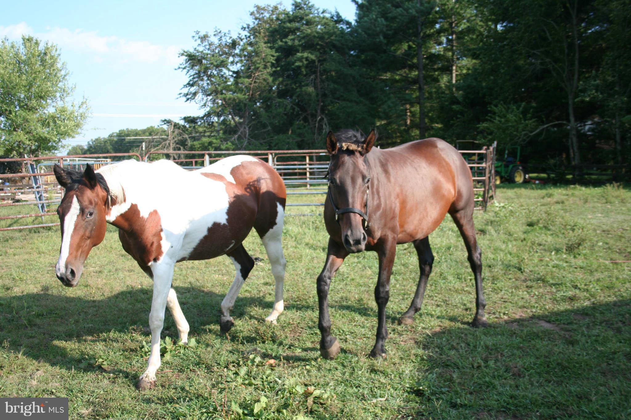 4814 Pleasant Valley Road Chantilly, VA 20151 - Photo 12 of 15 2 Nice Horses