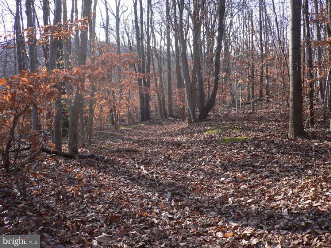4754 Mt Zion Road Frederick, MD 21703 - Photo 5 of 11 a view of a backyard with large trees
