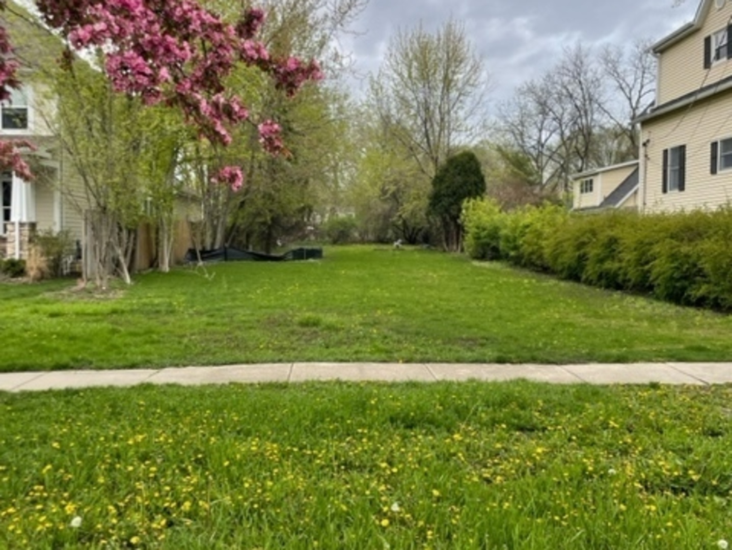 a view of a field with a tree