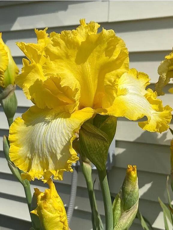 8433 Rolling Jeddo, MI 48032 - Photo 11 of 37 Image 10