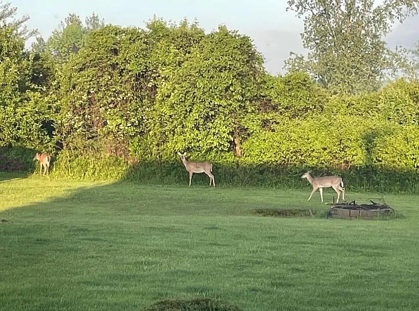 8433 Rolling Jeddo, MI 48032 - Photo 12 of 37 Image 11