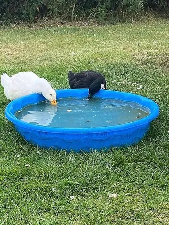 $445,000 | 8433 Rolling, Jeddo, MI 48032