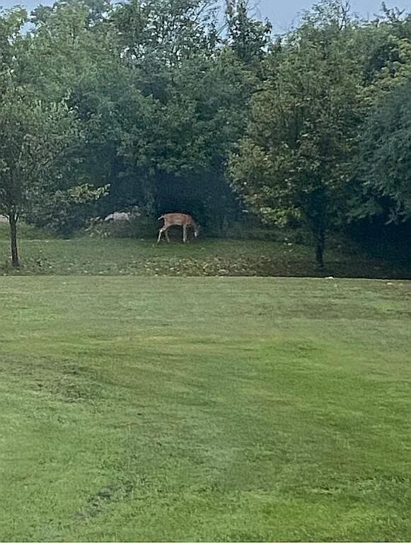 8433 Rolling Jeddo, MI 48032 - Photo 4 of 37 Image 3