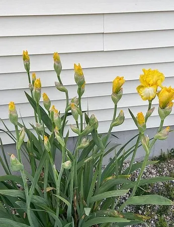 $445,000 | 8433 Rolling, Jeddo, MI 48032