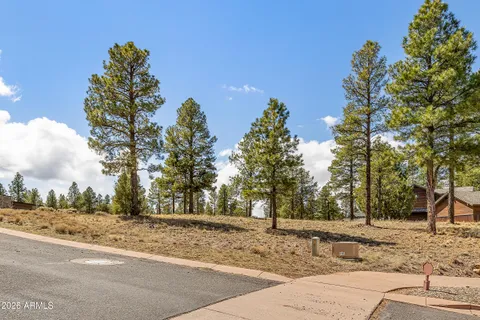 a view of road and trees