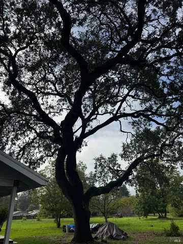 a green field with lots of trees