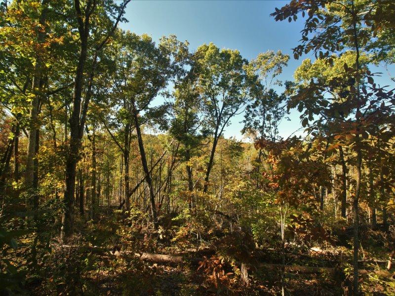 400 Pond Ridge Road Tellico Plains, TN 37385 - Photo 10 of 31 IMG_1971