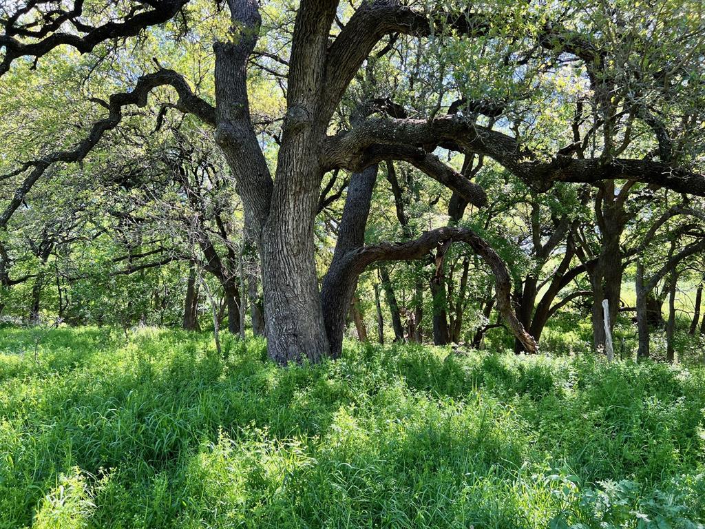 a view of tree in the forest