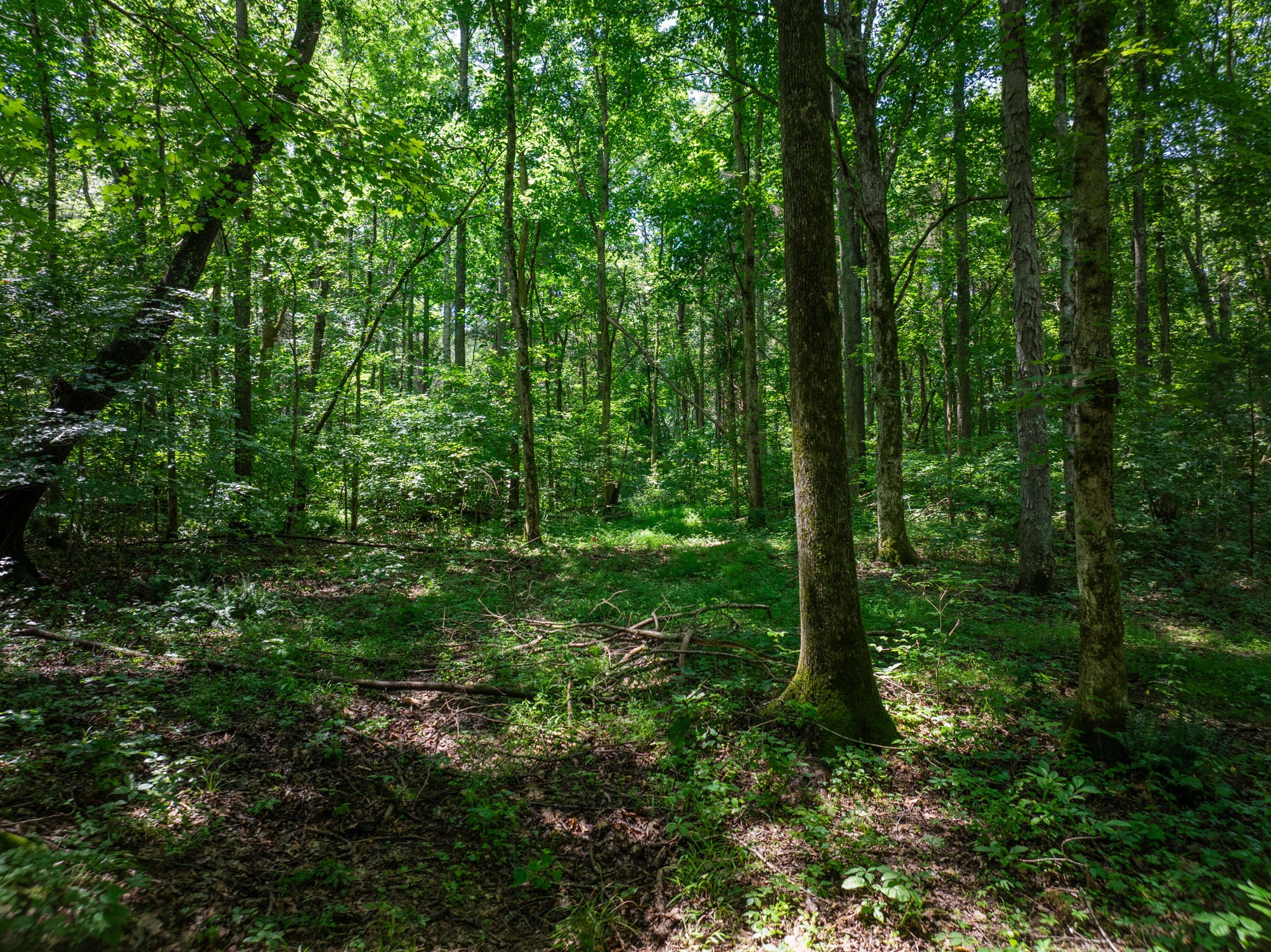 0 Barren Fork Bridge Road Bon Aqua, TN 37025 - Photo 9 of 28