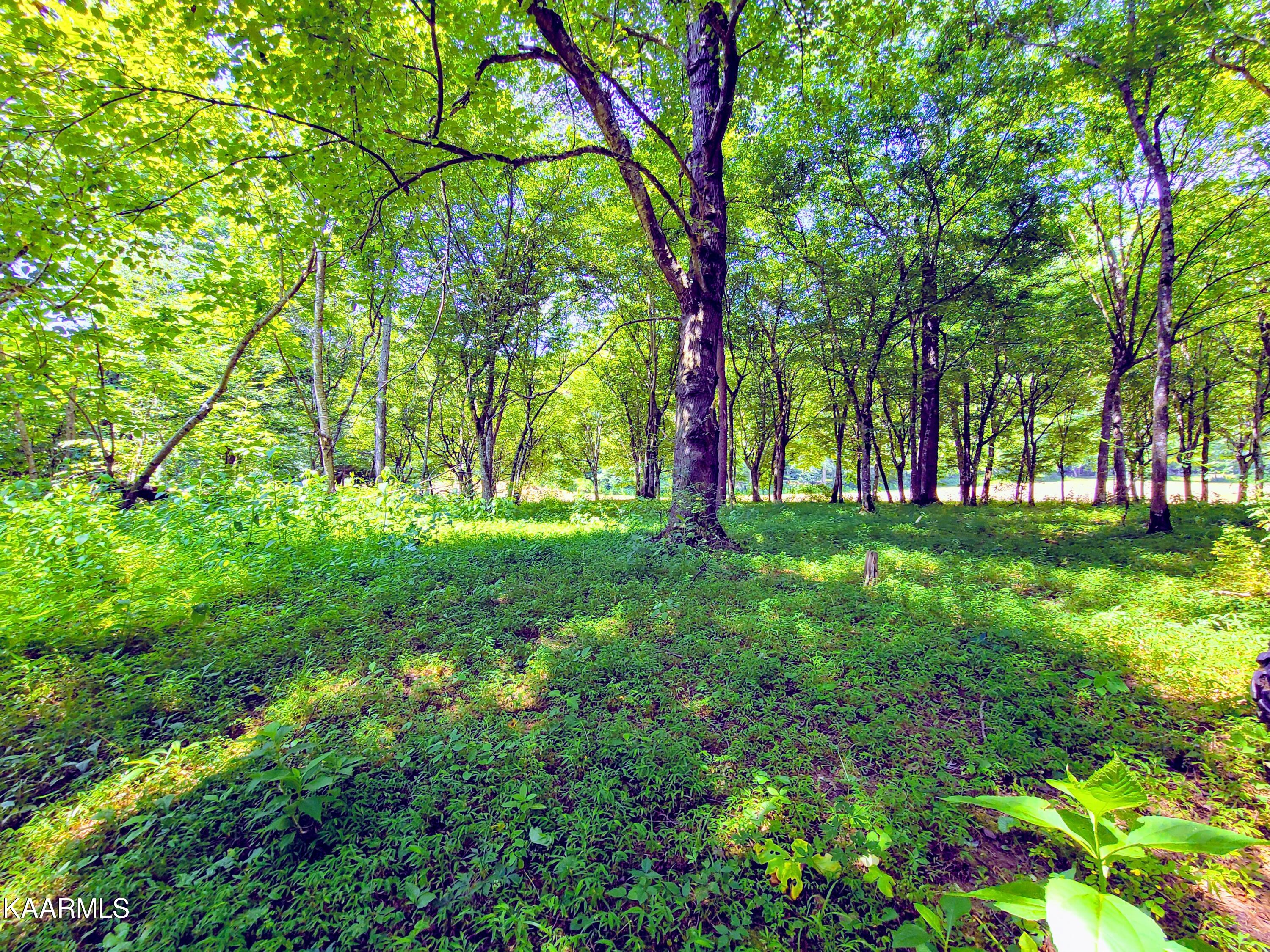 Angel Valley Road Winfield, TN 37892 - Photo 14 of 41 Creek side