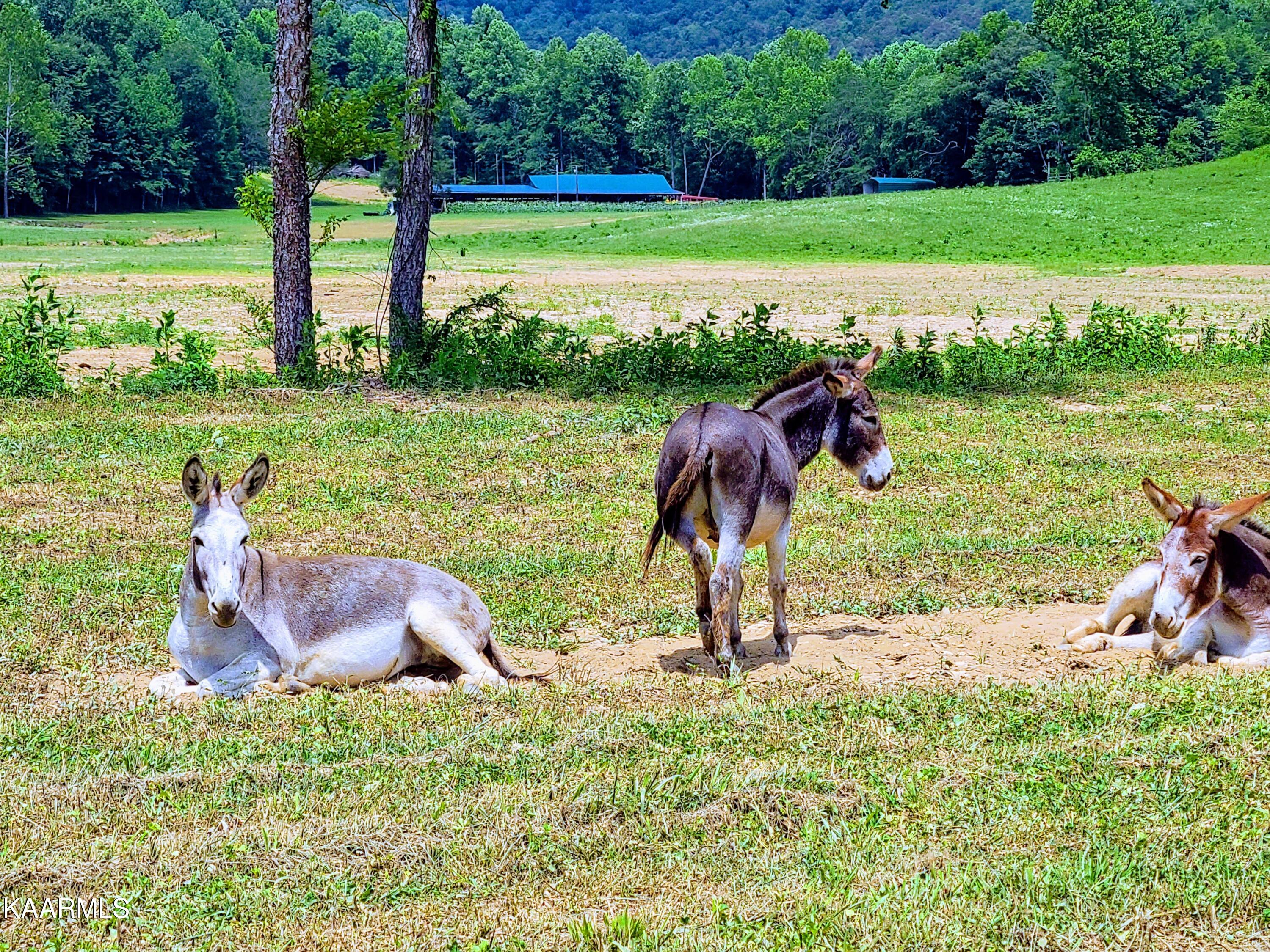 Angel Valley Road Winfield, TN 37892 - Photo 22 of 41 20200716_124538