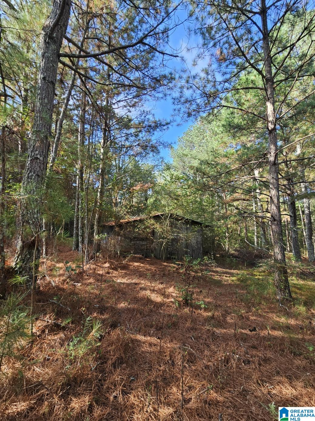 5288 Highway 27 Springville, AL 35146 - Photo 12 of 25