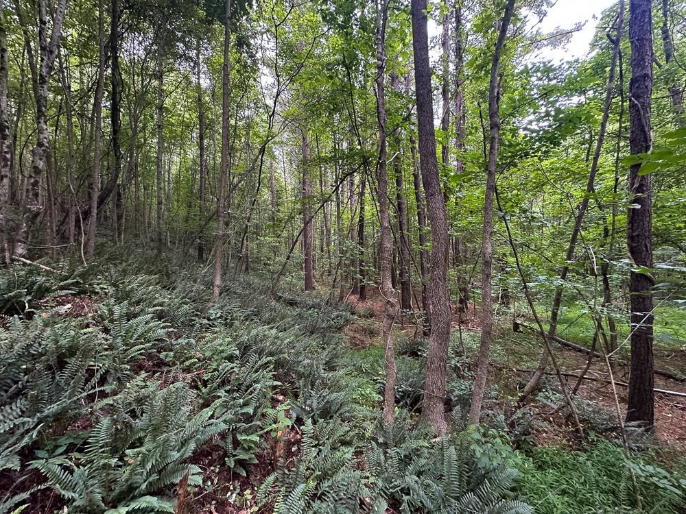0 Mill Creek Road Roxboro, NC 27574 - Photo 19 of 54 a view of a forest with trees