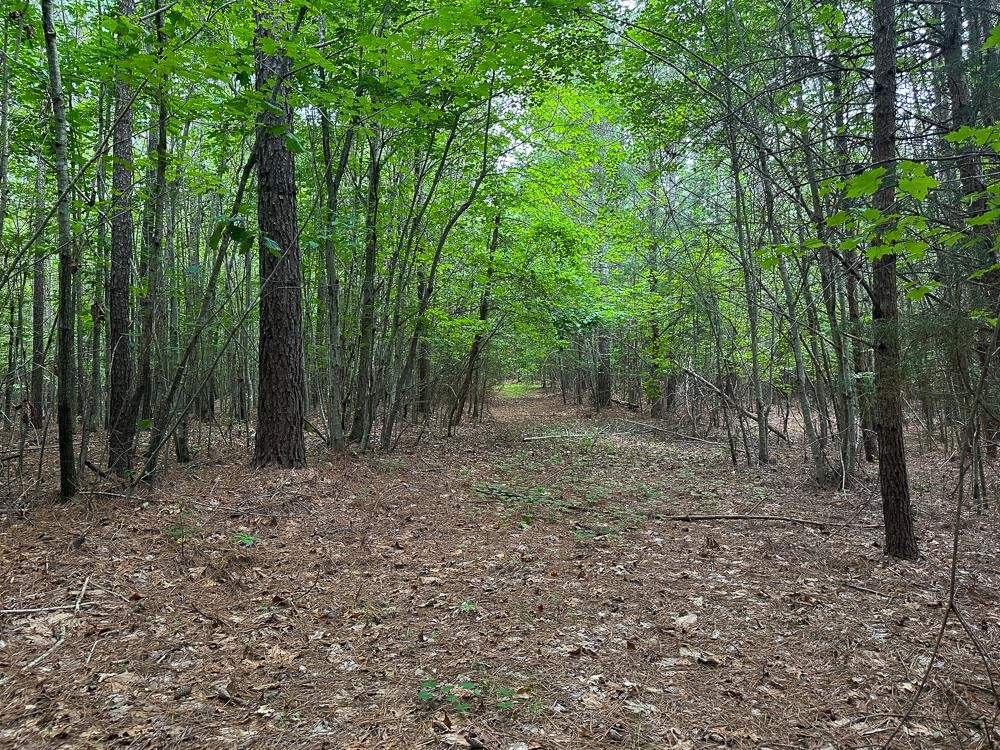 0 Mill Creek Road Roxboro, NC 27574 - Photo 48 of 54 a view of a forest with trees in the background