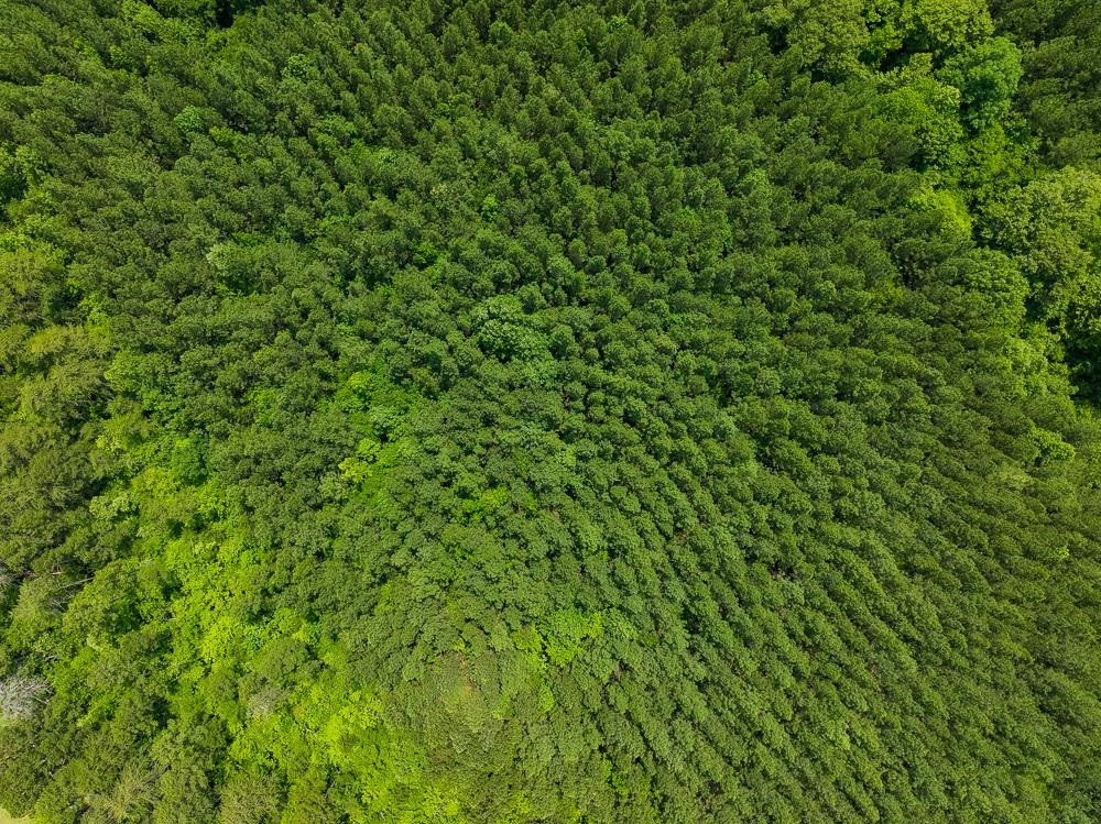 0 Mill Creek Road Roxboro, NC 27574 - Photo 10 of 54 a view of a lush green space