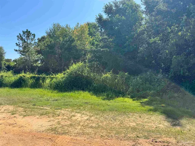a view of a backyard with plants and large trees
