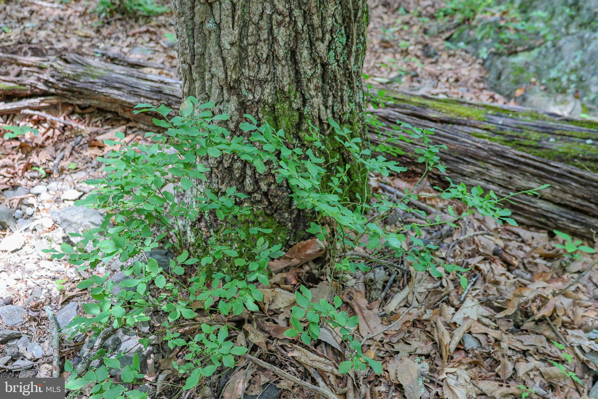 Tbd Comptons Road Castleton, VA 22716 - Photo 28 of 33