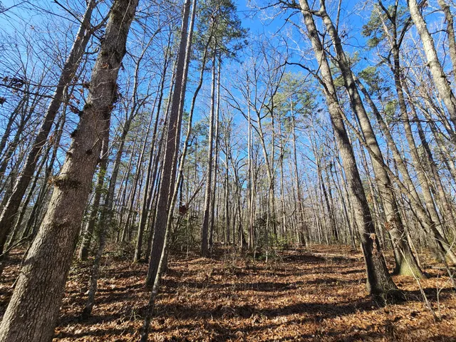 a view of a area with trees