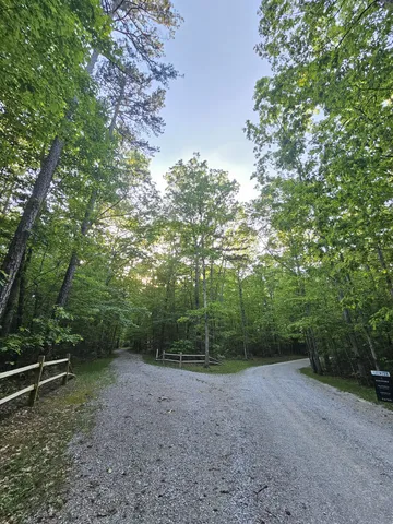 a view of a forest with trees in the background