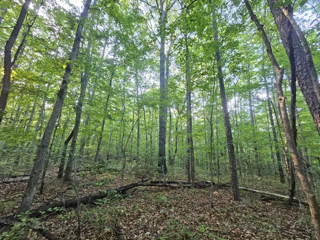 a view of outdoor space and green space