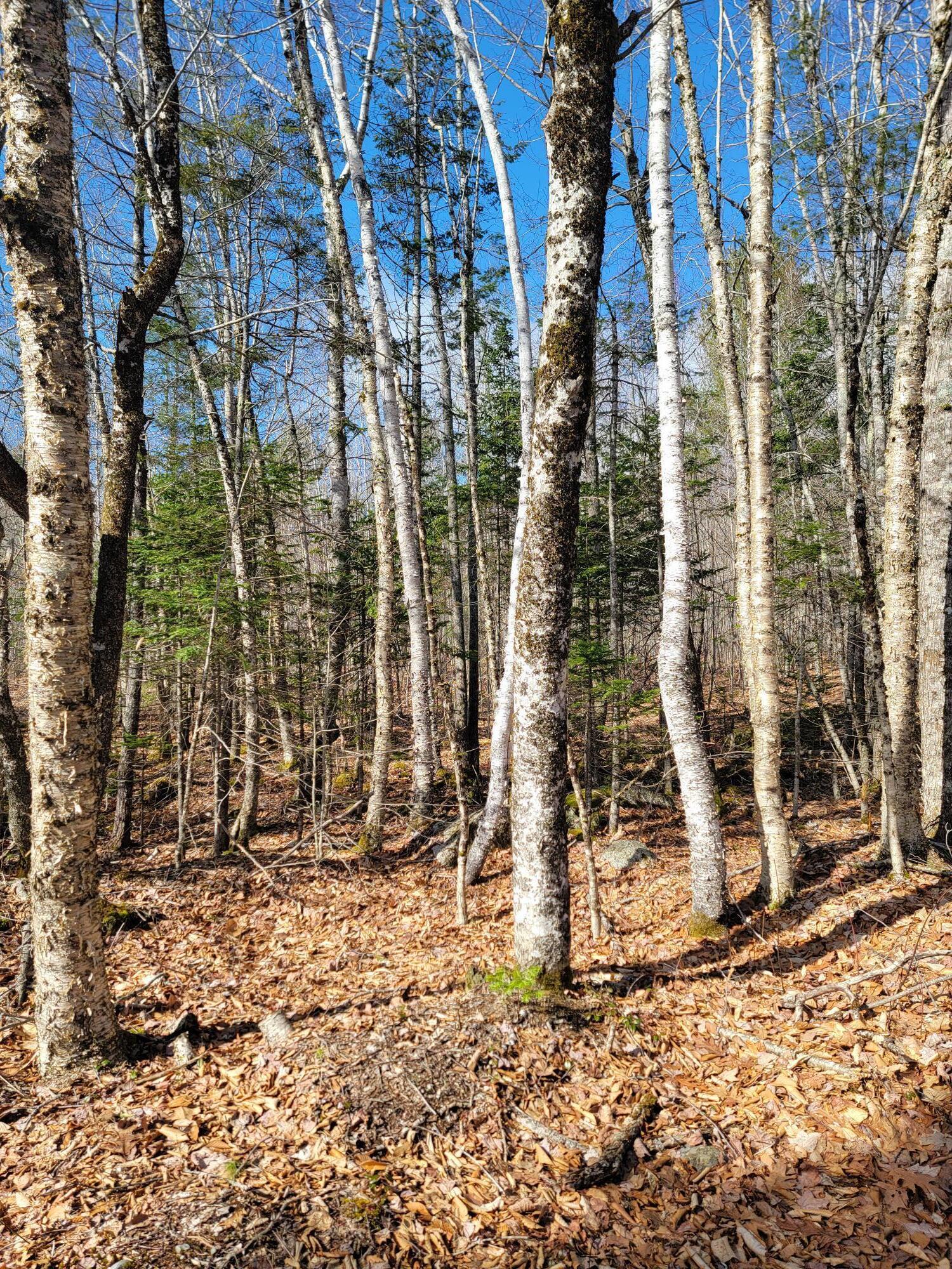 Lot #6 Hardwood Ridge Road Deblois, ME 04622 - Photo 20 of 30 Lot #6