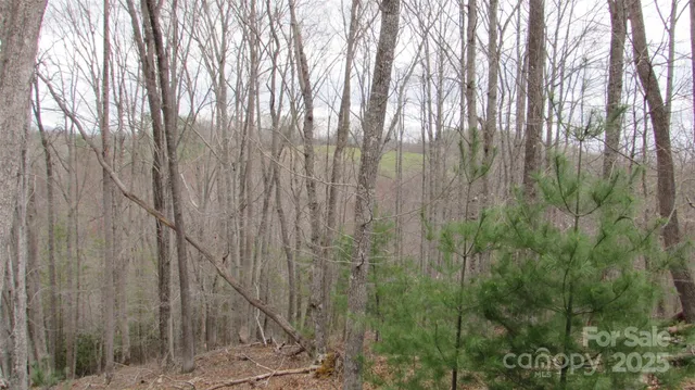 a view of three trees