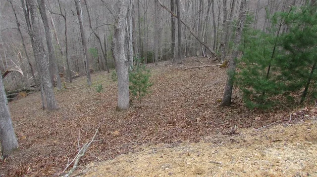 a view of a yard with trees in the background