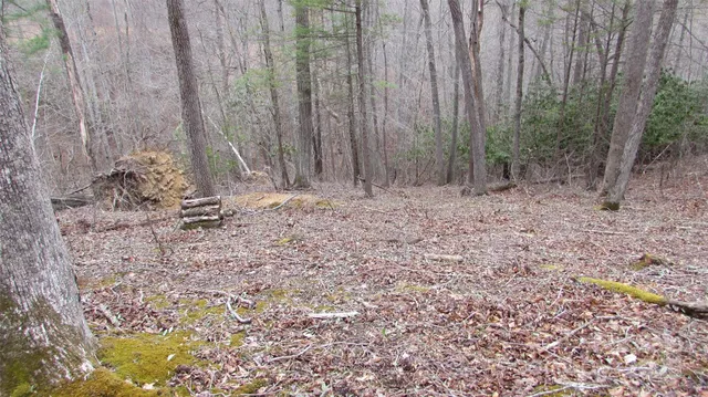 a view of a backyard with trees