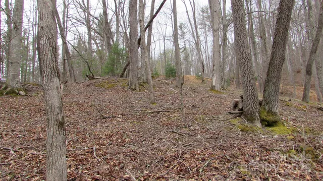 a view of a yard with large trees